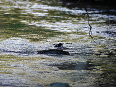 Enicurus immaculatus