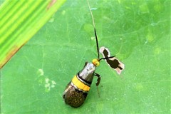 Nemophora decisella