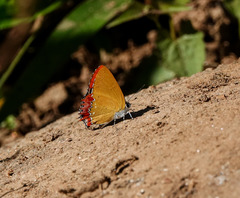 Heliophorus epicles