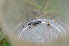 Philonthus coprophilus