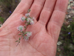 Erica pilosiflora