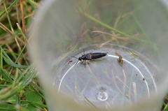 Philonthus coprophilus
