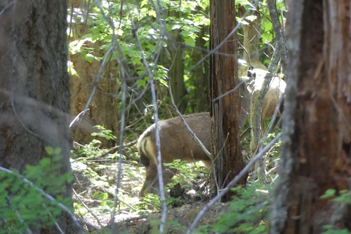 Mule Deer