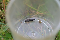 Philonthus coprophilus