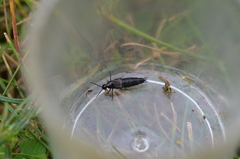 Philonthus coprophilus