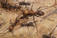 Eciton burchellii