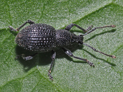 Otiorhynchus pinastri