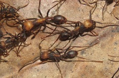 Eciton burchellii