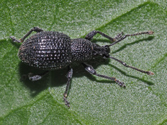 Otiorhynchus pinastri