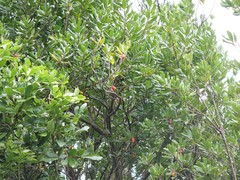 Planchonella costata