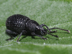 Otiorhynchus pinastri