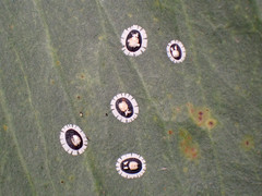 Pseudozaphanera wariensis