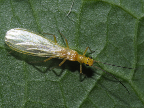 Scarce Small Yellow Sally (Chloroperla tripunctata) · iNaturalist