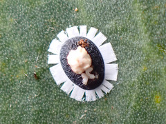 Pseudozaphanera wariensis