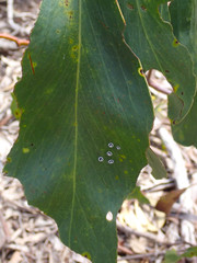 Pseudozaphanera wariensis