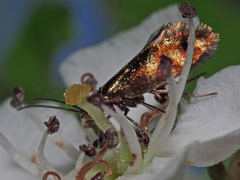 Micropterix tunbergella