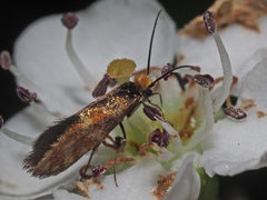 Micropterix tunbergella