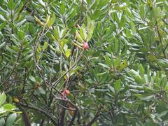 Planchonella costata