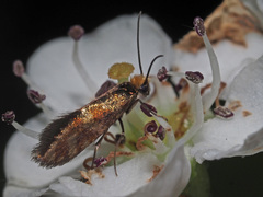 Micropterix tunbergella