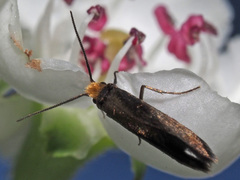 Micropterix tunbergella