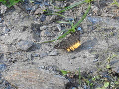 Mooreana trichoneura