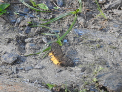 Mooreana trichoneura