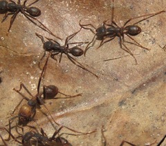 Eciton burchellii