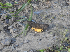Mooreana trichoneura