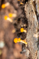 Eustilbum aureum