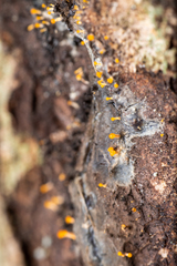 Eustilbum aureum