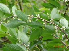 Dendrolobium triangulare