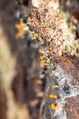 Eustilbum aureum