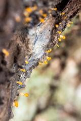 Eustilbum aureum