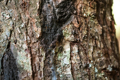 Eustilbum aureum