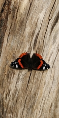 Vanessa atalanta