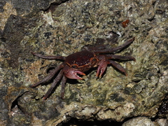 Sesarmops imperator