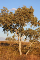 Eucalyptus brevifolia