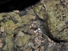 Uropterygius micropterus