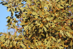 Eucalyptus brevifolia