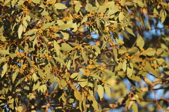 Eucalyptus brevifolia