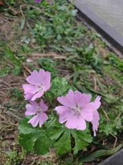 Malva moschata