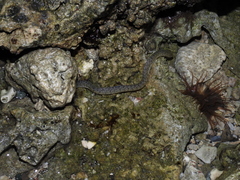 Uropterygius micropterus