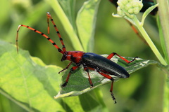 Stenaspis verticalis insignis