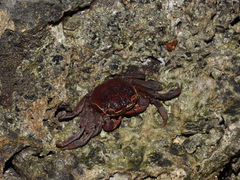 Sesarmops imperator