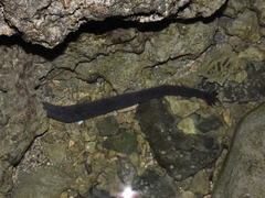 Holothuria leucospilota