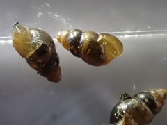 Tornatellinops