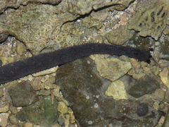 Holothuria leucospilota