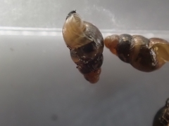 Tornatellinops