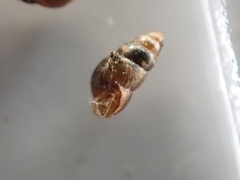 Tornatellinops