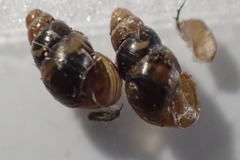 Tornatellinops